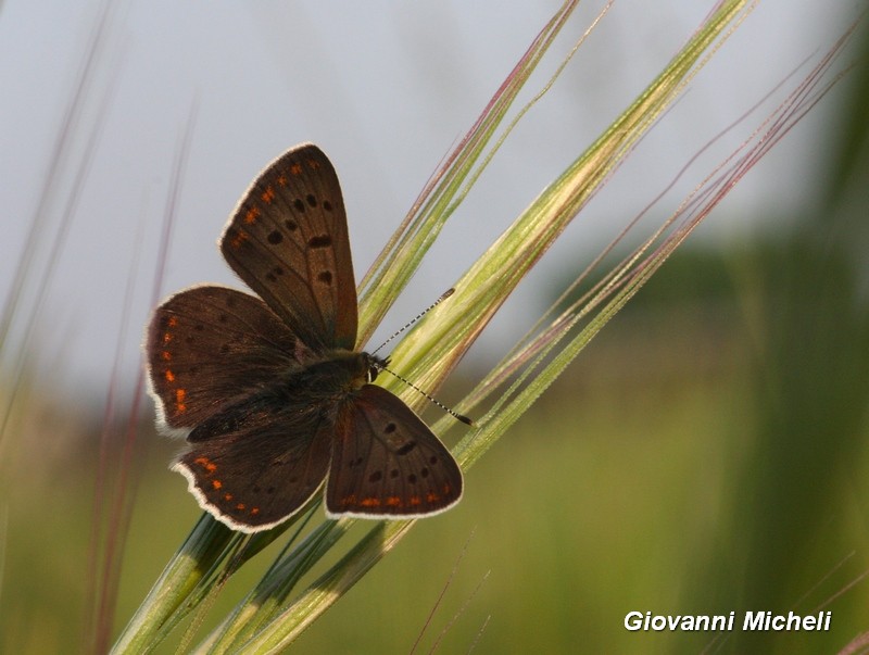 Lycaena tityrus M